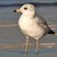 Ring-billed Gull